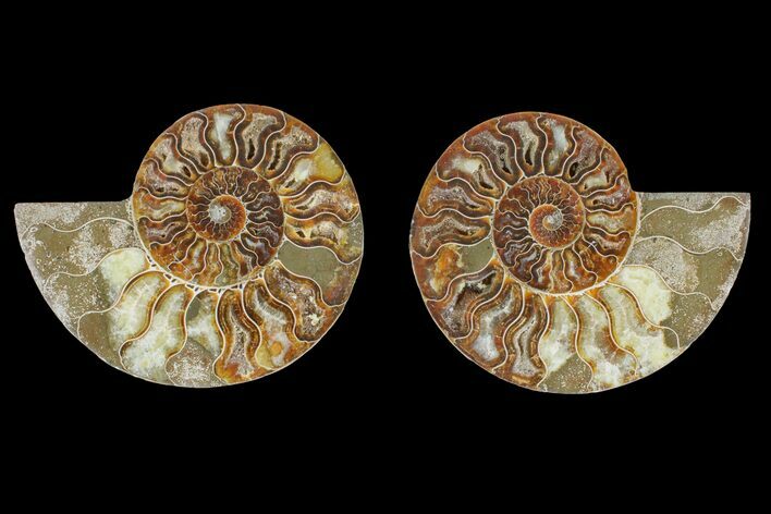 Agate Replaced Ammonite Fossil - Madagascar #166872